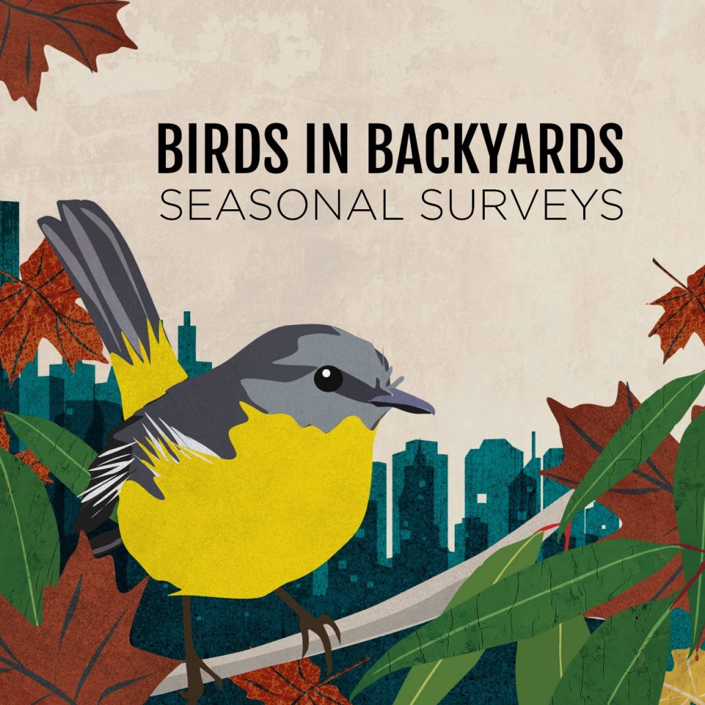 An illustration of a yellow and grey bird standing on a twig surrounded by leaves. There's a cityscape in the background. Text at the top reads "Birds in Backyards Seasonal Surveys."