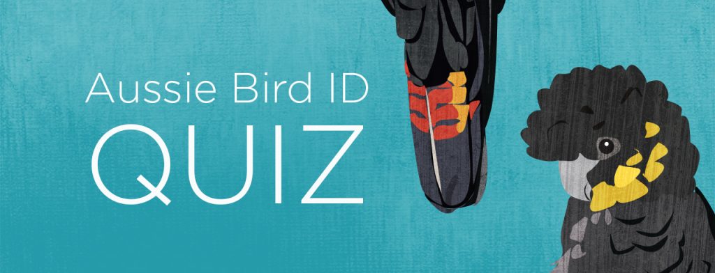 Banner image that reads, "Aussie Bird ID Quiz". To the right of the text is a bird tail hanging down, and the head and shoulders of a yellow-tailed Black Cockatoo. The background is blue. 