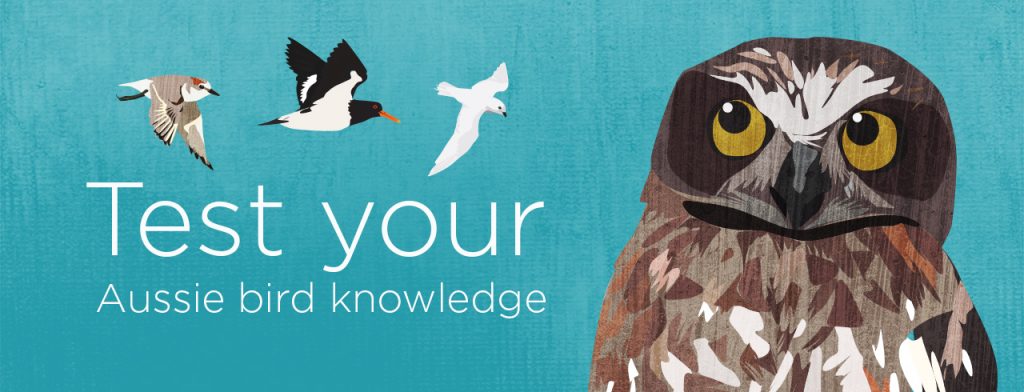 Banner image that reads, "Test your Aussie bird knowledge". Above the text are 3 small flying birds. To the right of the text is an illustration of an owl. The background is blue. 