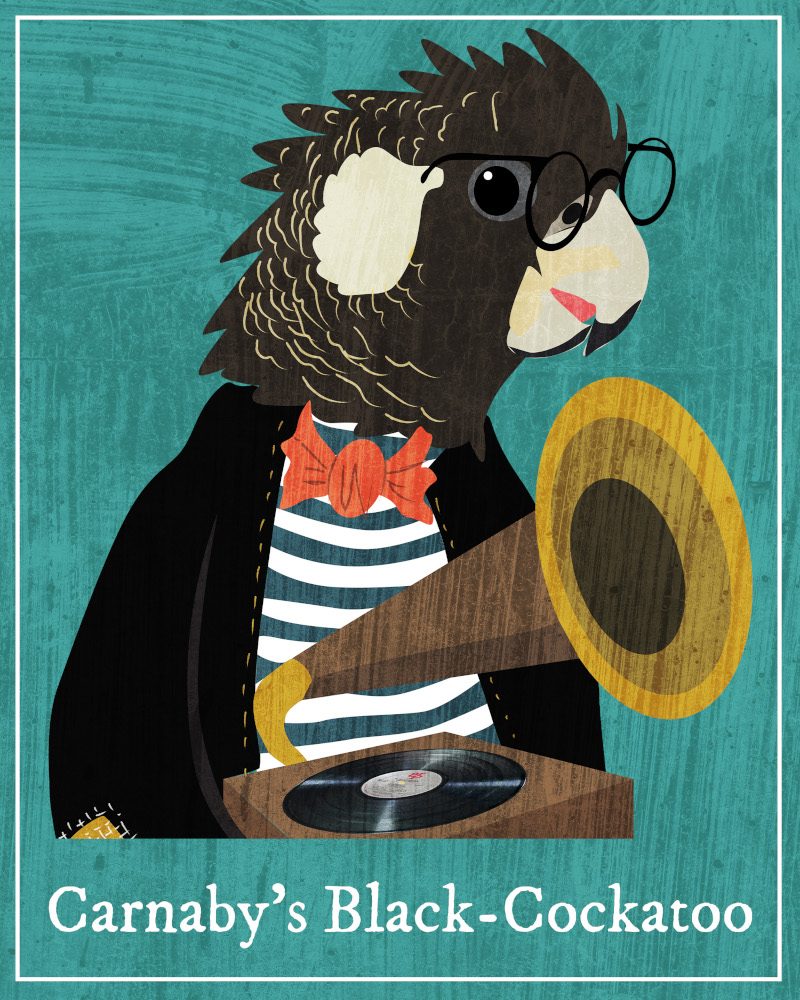 An illustration of a Carnaby's Black-Cockatoo. It's wearing round spectacles, a striped shirt with suit jacket and a bowtie. It's holding a gramophone.