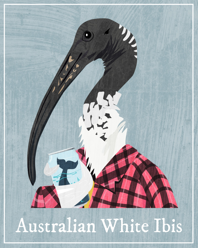 An illustration of an Australian White Ibis. They're sporting a plaid shirt, and holding a can of whale ale.
