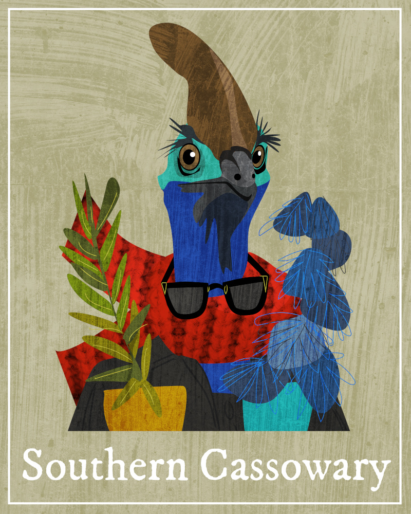 an illustration of a Southern Cassowary