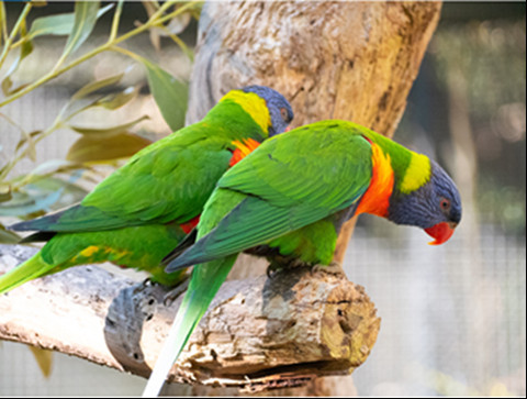 Two Rainbow Lorikeets standing side by side on a branch. Both are facing to the right and looking down