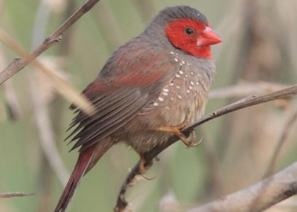 Which of these birds is a Red-browed Finch?