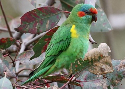 Which of these birds is a Musk Lorikeet?