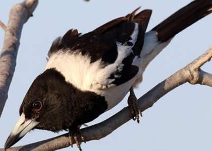 Which of these birds is a Pied Butcherbird?