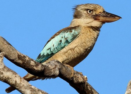 Which of these birds is a Laughing Kookaburra?