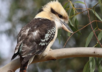 Which of these birds is a Laughing Kookaburra?