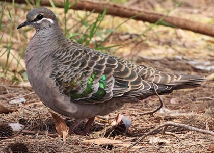 Which of these birds is a Common Bronzewing?