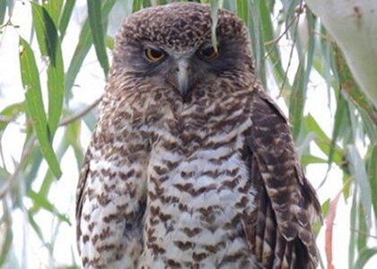 Which of these birds is a Powerful Owl?