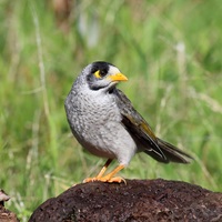 NoisyMiner