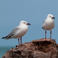 SilverGull
